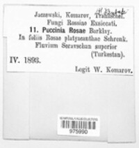 Phragmidium kamtschatkae image